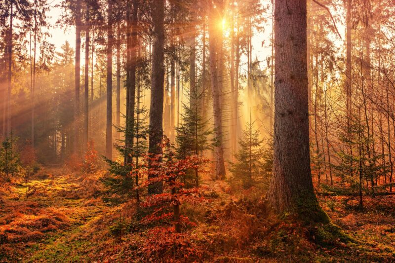 Ein herbstlicher Wald in orangen Farben. Die Sonne strahlt zwischen den Bäumen hindurch.